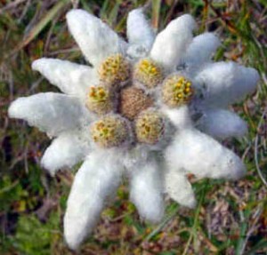 The edelweiss were innocent bystanders; my mother brought some with her to America