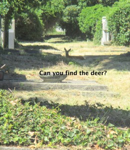 Deer, oh deer